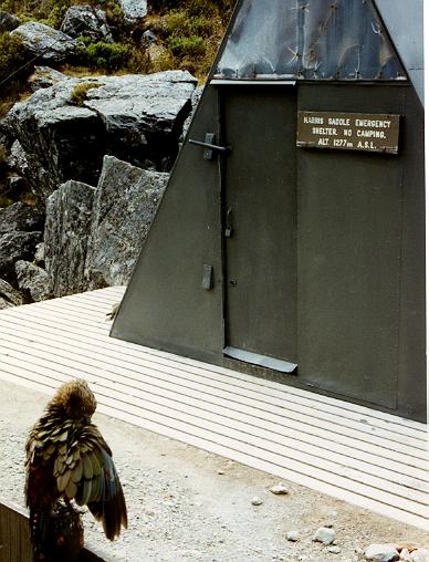 Harris Saddle with Kea