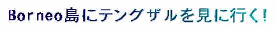 Borneo島にテングザルを見に行く!